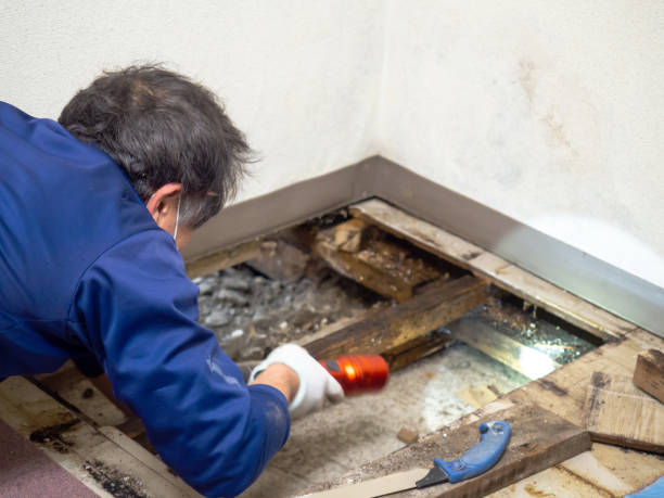 Best Mold Removal Process  in Anaheim, CA
