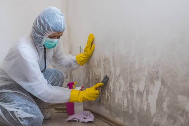 Home Mold Removal in Anaheim, CA
