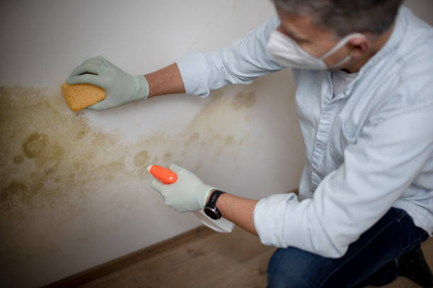 Best Toxic Mold Removal  in Anaheim, CA